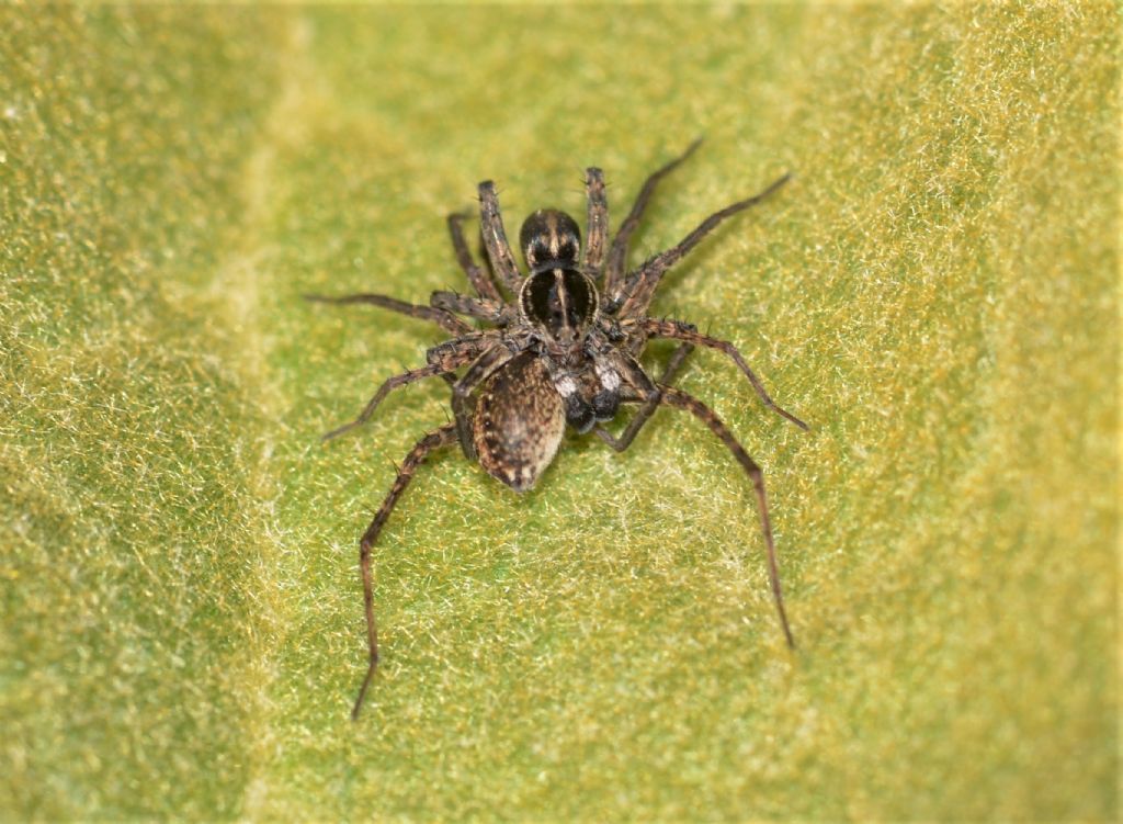 Lycosidae: cfr. Pardosa sp. - Grosseto